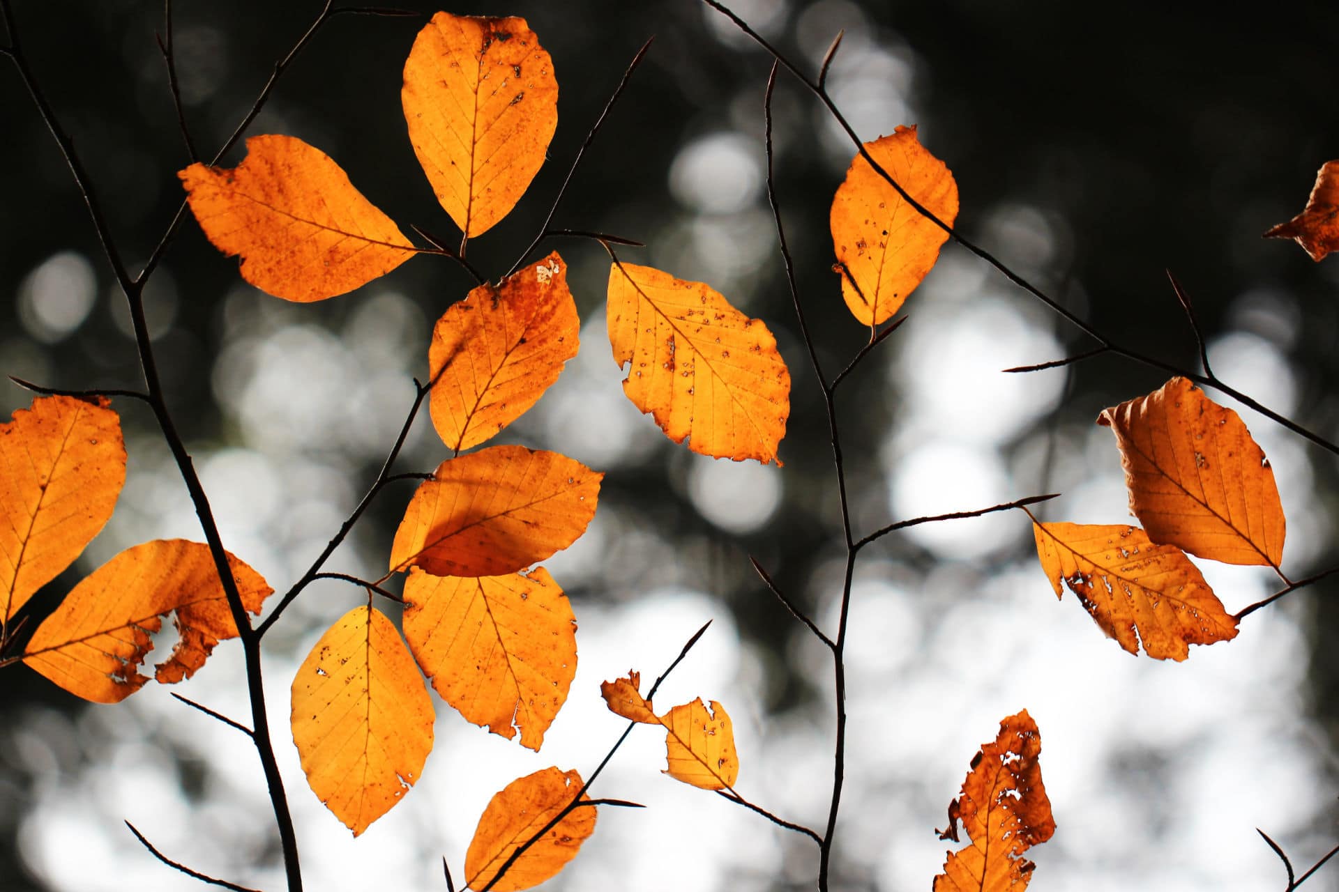 Kur in den Herbstferien Mutter Kind Kur in den Herbstferien